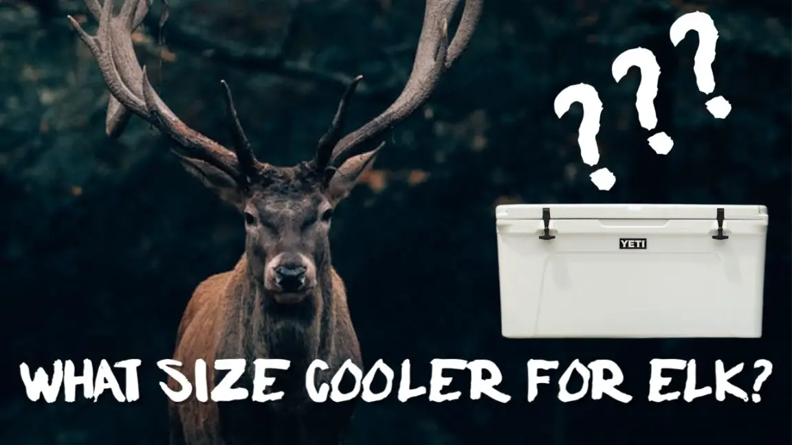 how many coolers for elk