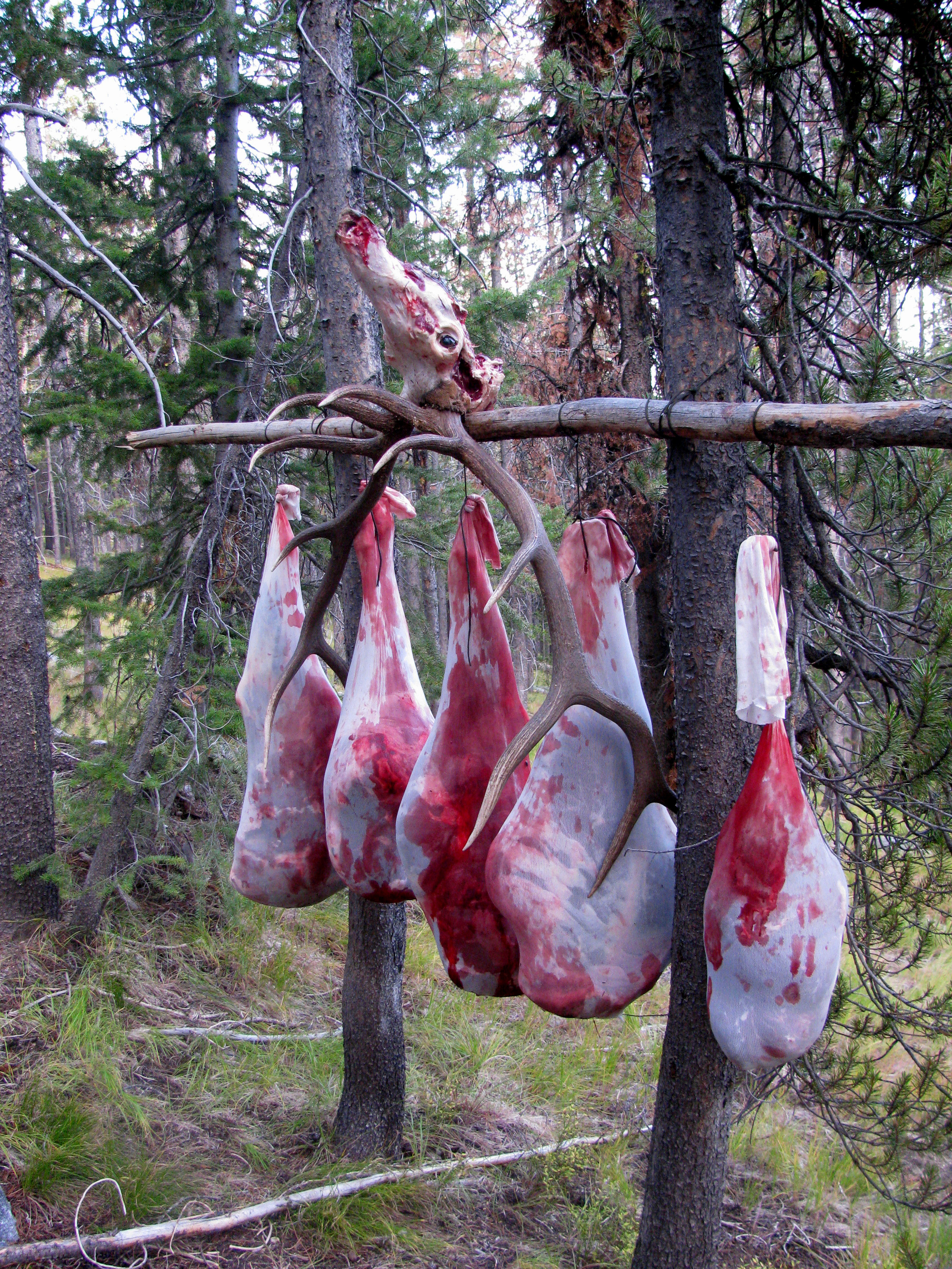 hanging-elk-meat-to-cool - The Cooler Box