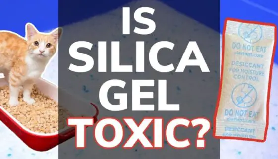 Is Silica Gel Toxic To Cats?