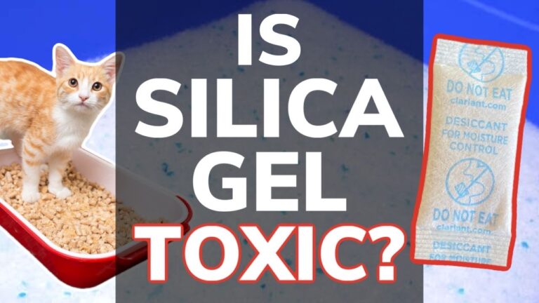Is Silica Gel Toxic To Cats?